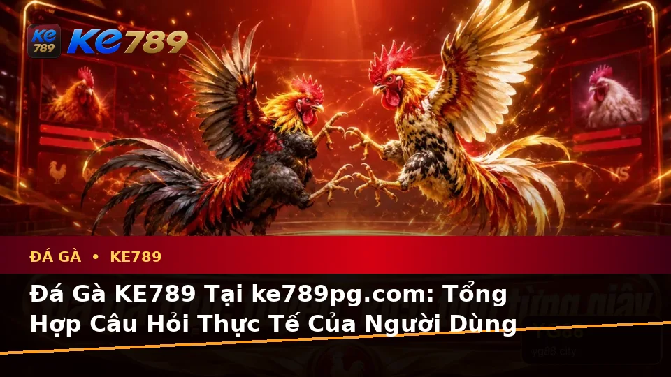 Đá Gà KE789 Tại ke789pg.com: Tổng Hợp Câu Hỏi Thực Tế Của Người Dùng Trưởng Thành Về Quản Lý Phiên Chơi Và Trải Nghiệm Toàn Diện