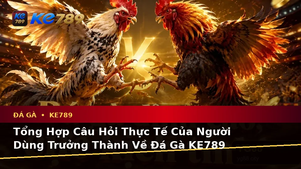 Đá Gà KE789 Tại ke789pg.com: Tổng Hợp Câu Hỏi Thực Tế Của Người Dùng Trưởng Thành Về Quản Lý Phiên Chơi Và Trải Nghiệm Toàn Diện